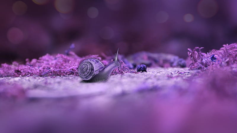 Light Purple Snail On Ground In Blur Purple Background Animals, HD ...