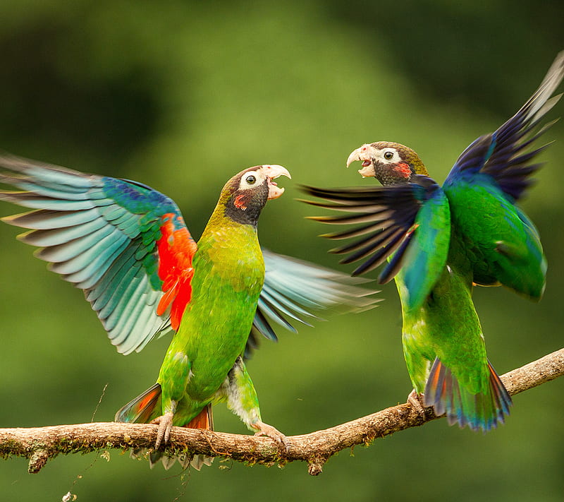 Parrot, birds, fly, green, HD wallpaper