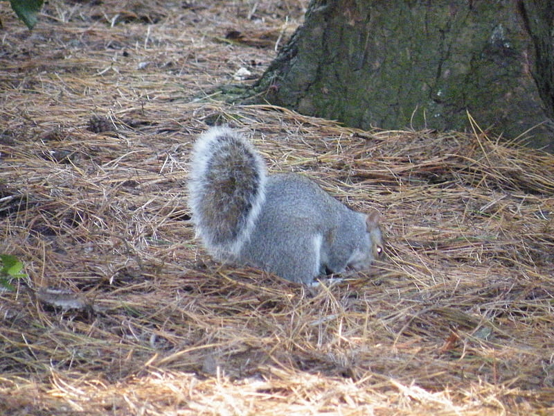 Bushy tail squirrel, furry, nature, squirrel, animal, HD wallpaper