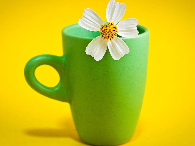 flower cup-Summer flowers, HD wallpaper