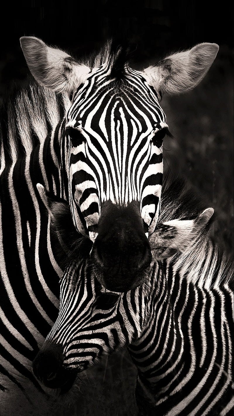 Blanco y n***o , animal, zebra, HD phone wallpaper