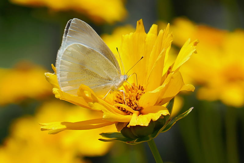 Animal, Butterfly, Flower, Insect, Macro, Yellow Flower, HD wallpaper