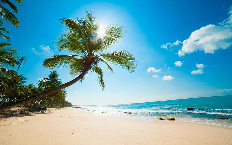 beach, tropical island, ocean, palm trees, sand, summer, HD wallpaper