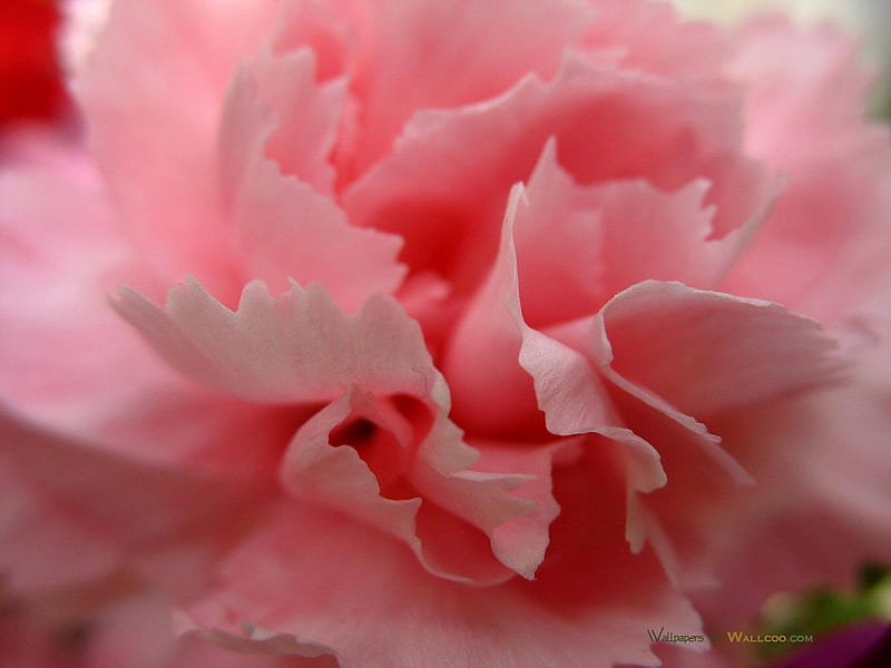 36 close up of pink carnation petals 1600 1 0 1600x1200.jpg, flower, carnation nature, bloom, HD wallpaper