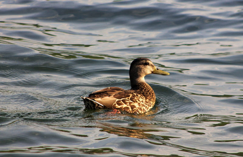 Duck on Lake George, lake george, waterfowl, new york, duck, adirondacks, lake, animals, HD wallpaper