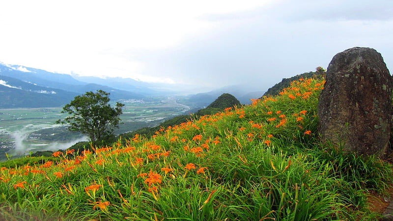 High-mountain daylilies, mountain, orange Dailily, Daylily, rock, Cloudy fog, flowers, nature, bonito, HD wallpaper