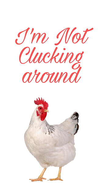 8000 Best Chicken Pictures for Free HD  Pixabay