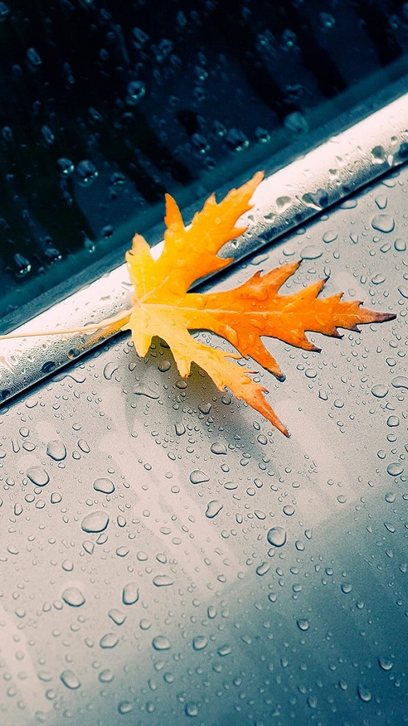 Fallen Leaf autumn, fallen, leaf, macro, nature, raindrops, wet, HD phone wallpaper