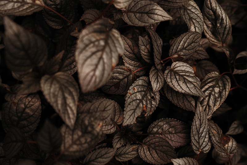 Selective Focus of Leaves, HD wallpaper