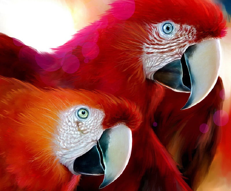 Polly bokeh parrot bird green HD wallpaper  Peakpx