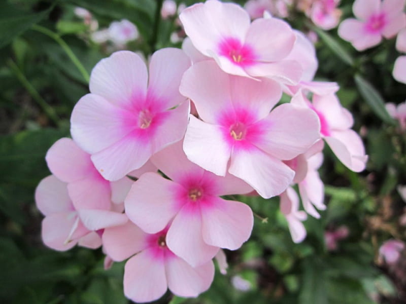 Light pink flowers, leaes, flowers, garden, nature, pink, light, HD wallpaper