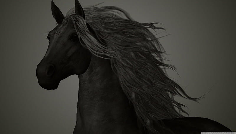 Black Arabian, black horse, cute, stallion nature, arabian, animals, HD wallpaper