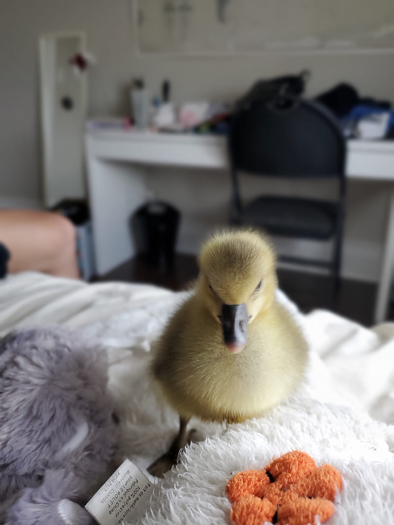 Little duck, animals, bonito, cute, ducks, foru, love, HD phone wallpaper | Peakpx Little duck, animals, bonito, cute, ducks, foru, love, HD phone wallpaper | Peakpx