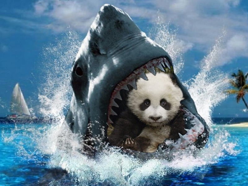 shark, panda, bear, bebe, HD wallpaper