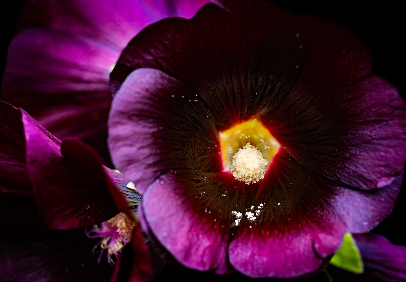 alcea rosea, flower, macro, pollen, purple, HD wallpaper