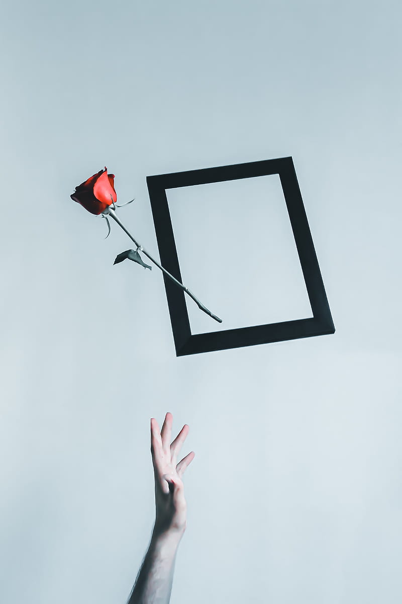 rose, flower, frame, hand, minimalism, HD phone wallpaper