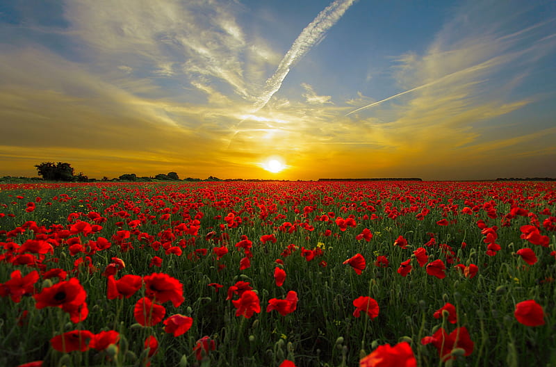 Sunset Over the Poppies Field, red, horizon, poppies, nature, sunset, clouds, sky, field, HD wallpaper