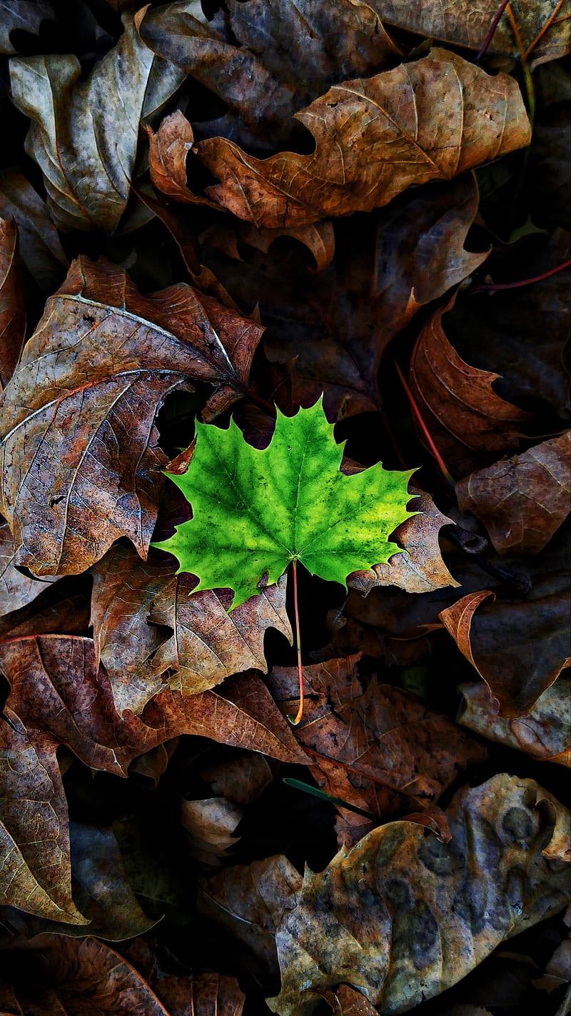 Leaf, autumn, leaves, love, HD phone wallpaper