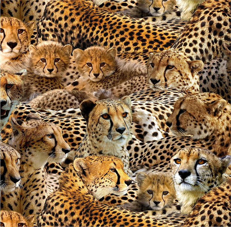 Cheetahs, feline, cheetah, big cat, wildlife, howard robinson, HD wallpaper