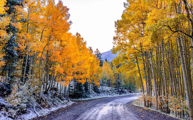Winter and Fall, fall, autumn, snow, nature, road, trees, winter, HD wallpaper