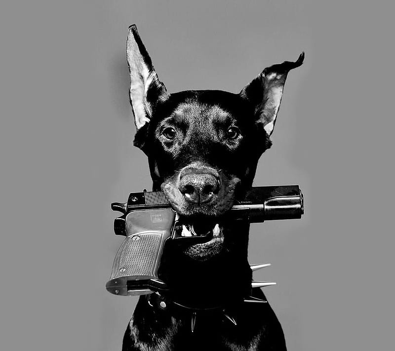 DOG, blackandwhite, blacknwhite, gun, woof, HD wallpaper