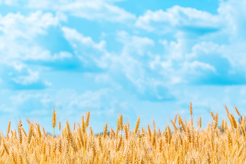 field, wheat, spikelets, sky, clouds, HD wallpaper