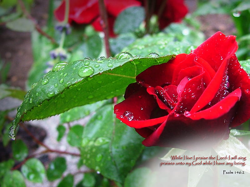Raindrops on a Leaf and a Rose and a Bible Verse on the Bottom right, rain, bible, rose, leaf, HD wallpaper