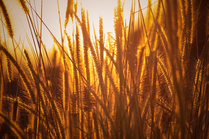 Rice Agriculture Field Golden Hour Grass , nature, field, grass, HD wallpaper