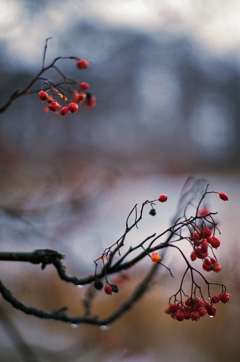 rowan, berries, branch, drops, autumn, macro, HD phone wallpaper