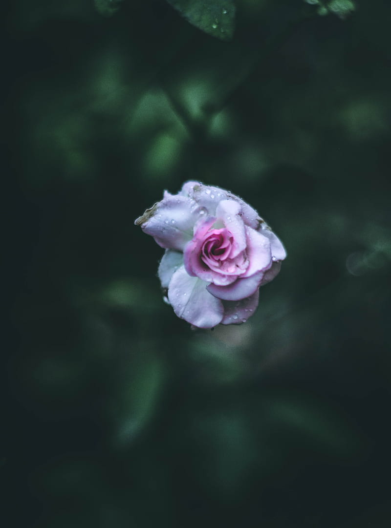 Rose, artistic, flower, lightroom, love, moody, nature, HD phone wallpaper  | Peakpx