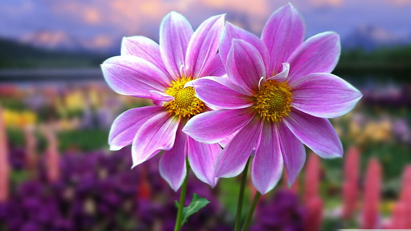 Closeup View Of Light Purple Flowers In Colorful Blur Background ...