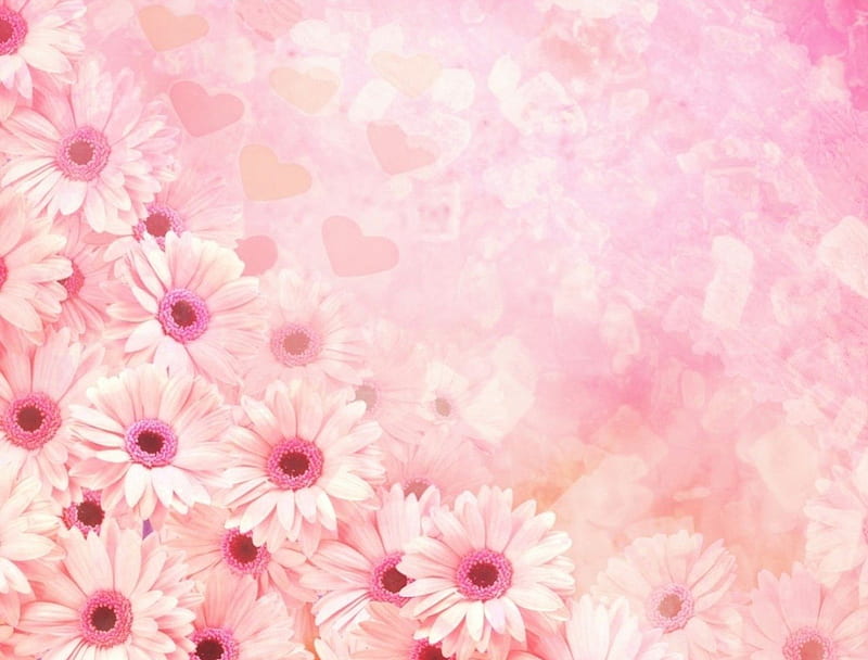 pink so pink, flowers, pink, daisy, HD wallpaper