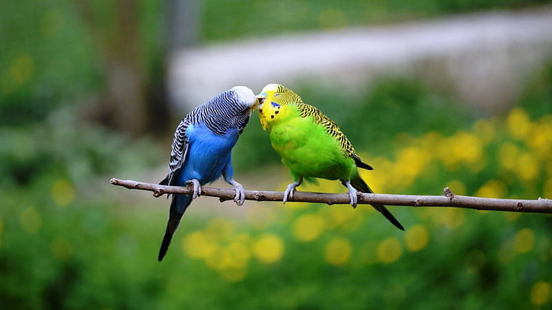 two birds kissing, birds, kissing, two, sweet, HD wallpaper