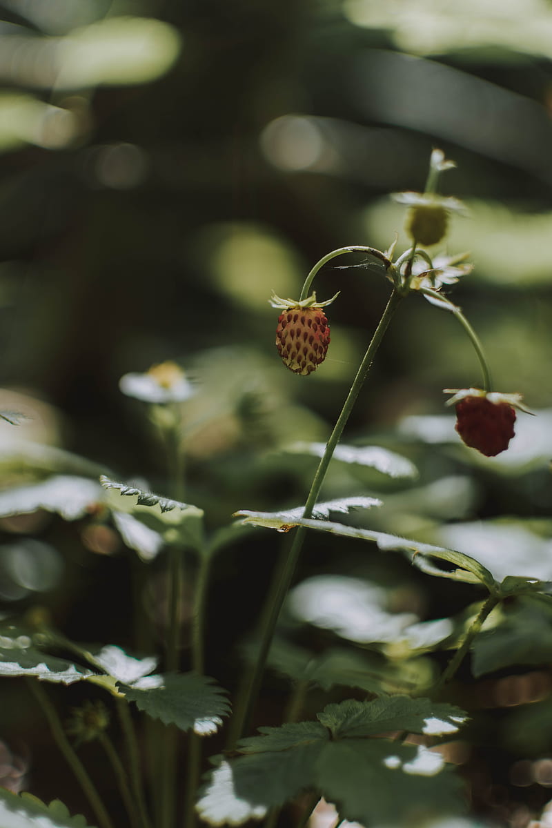 wild strawberries, berry, leaves, macro, flowers, HD phone wallpaper