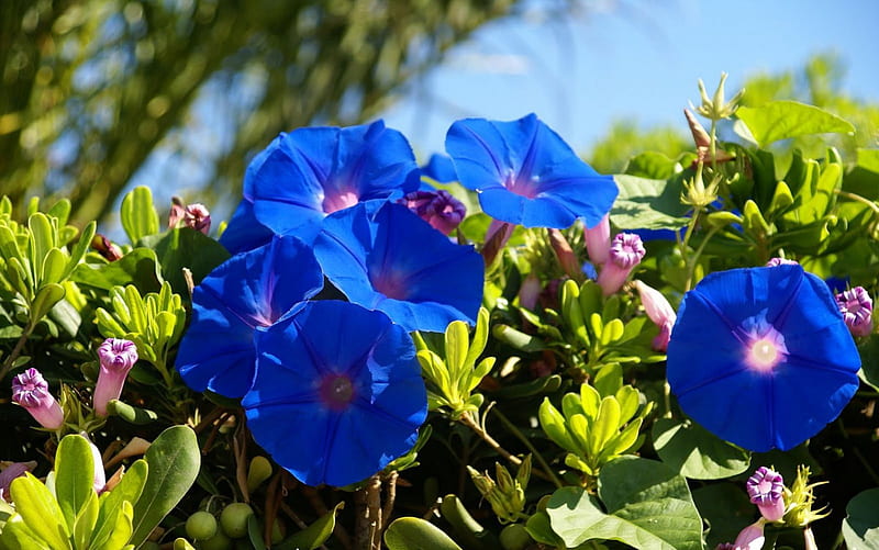 Blue Bell Flowers, flowers, nature, blue, bluebell, HD wallpaper