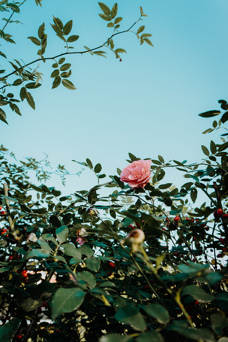 rose, pink, flower, bush, plant, HD phone wallpaper