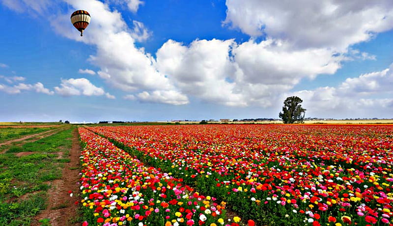 Hot Balloon And Flowers In Israel, Sky, Balloon, Clouds, Israel, Flowers, Hot, Nature, HD wallpaper