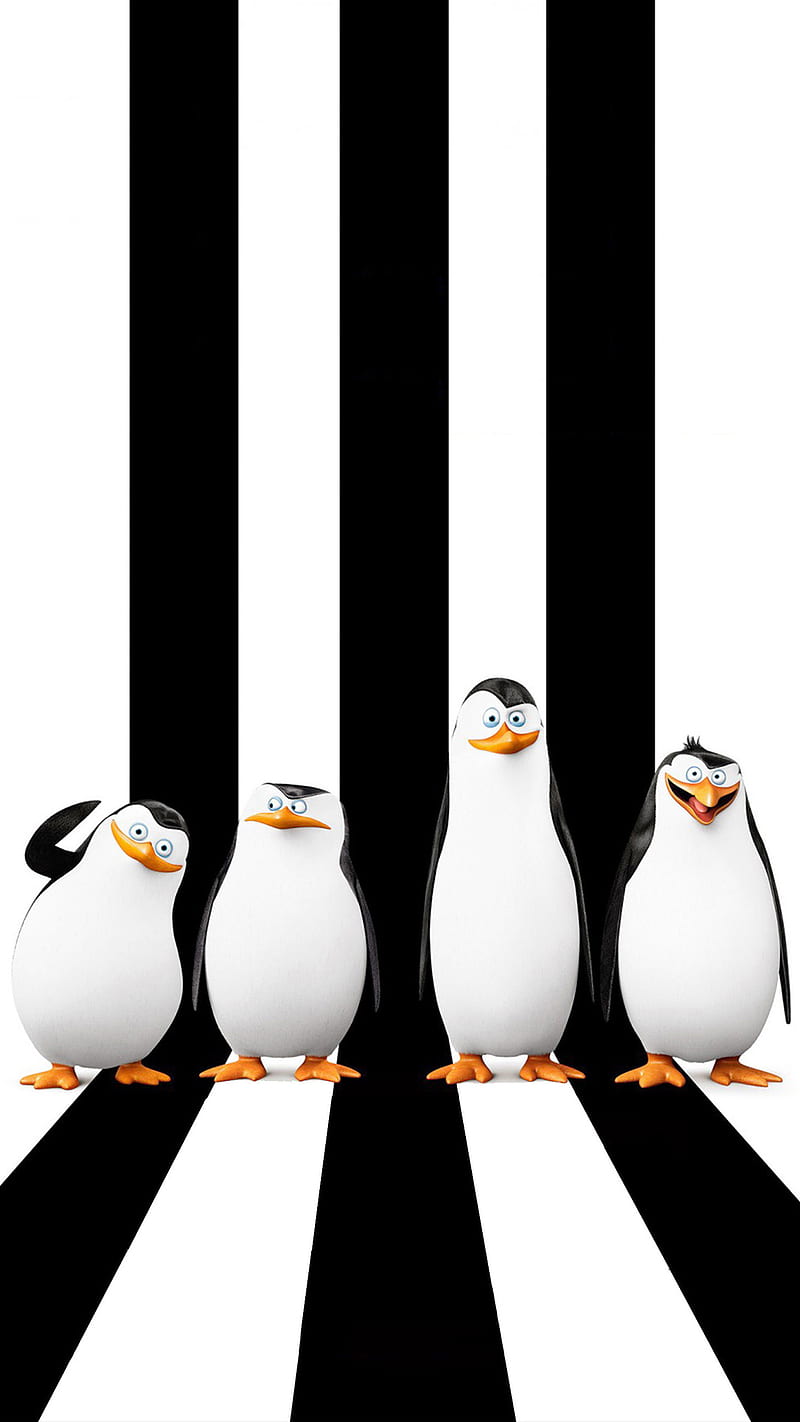 Funny, black, penguins, HD phone wallpaper | Peakpx