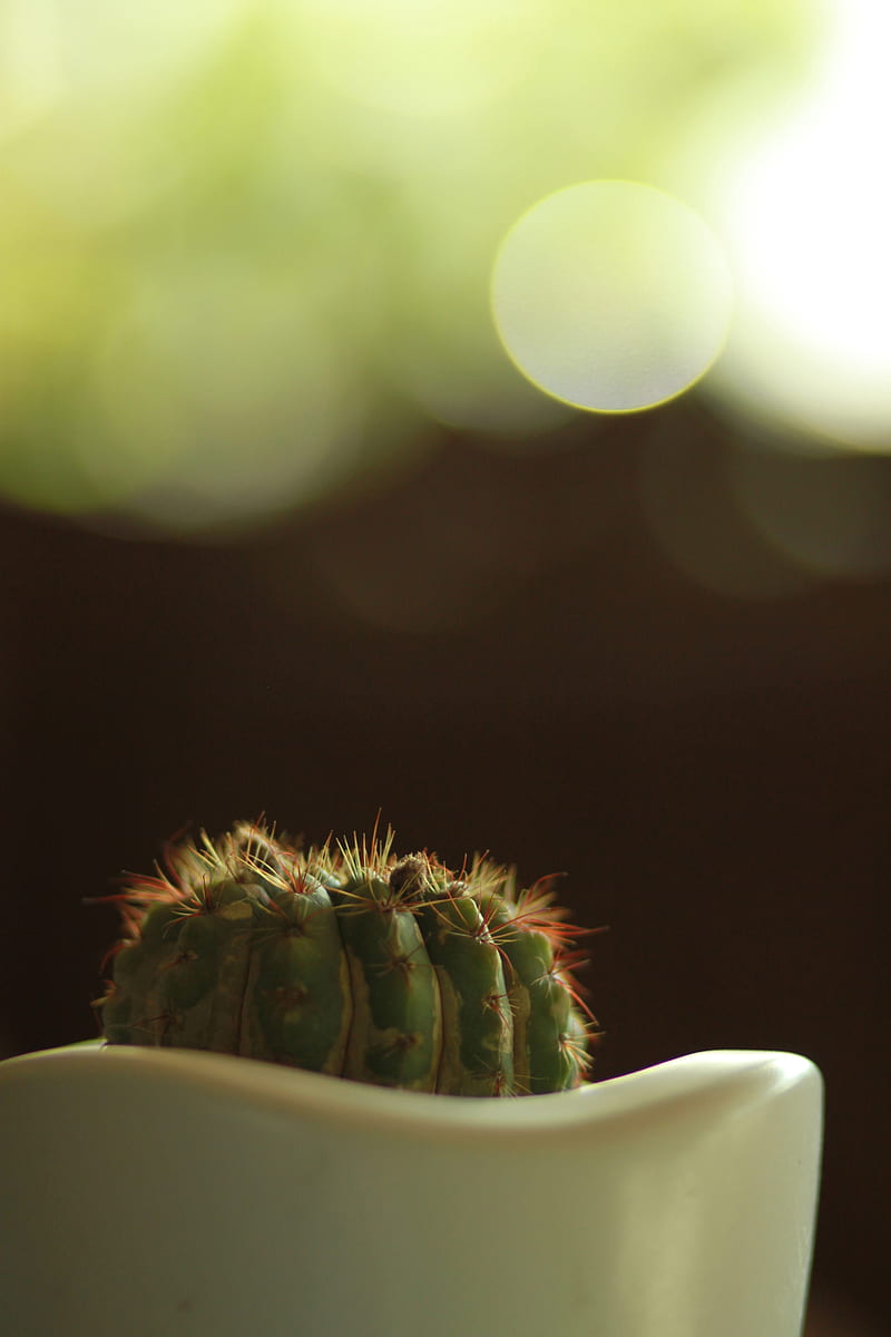 cactus, prickly, closeup, pot, bokeh, HD phone wallpaper