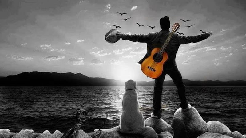 In the calm evening sea, difference, wings, birds, dom, two colors, sea, guitar, beautiful nature, landscape, dog, HD wallpaper