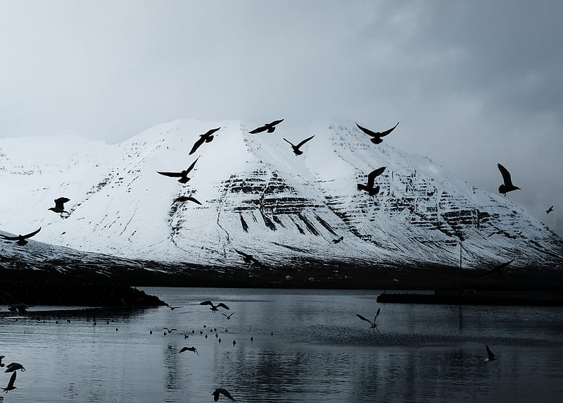 mountain, crows, birds, lake, snow, glacier, HD wallpaper