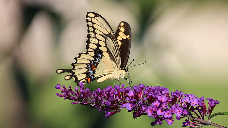 Brown And Sandal Color Butterfly Is Standing On Purple Flowers Birds, HD wallpaper
