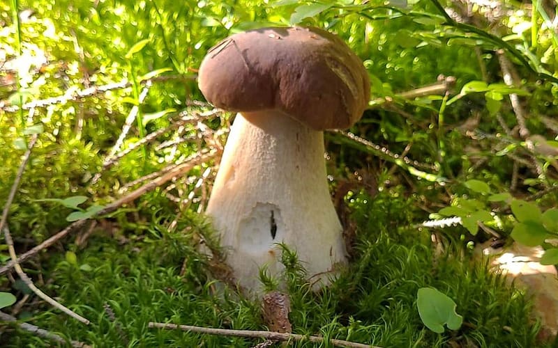 Boletus, Latvia, mushroom, moss, macro, HD wallpaper