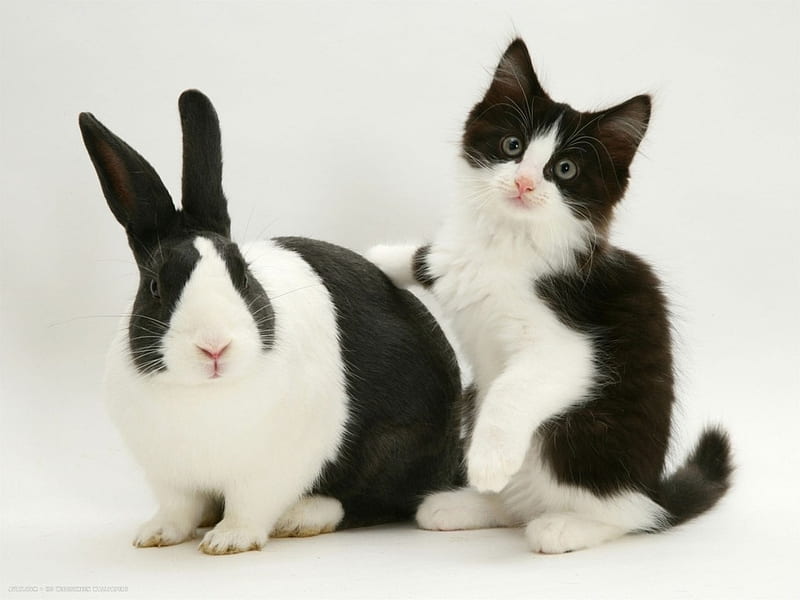 Friends, rabbit, friend, black, easter, cat, animal, bunny, kitten, white, couple, pisica, HD wallpaper