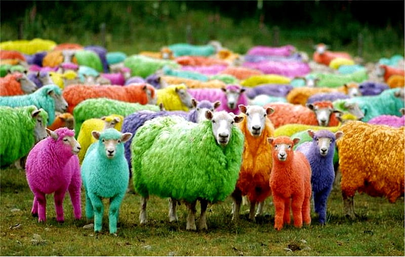 Unity in diversity * Flock *, christ, sheep, jesus, church, flock, HD wallpaper