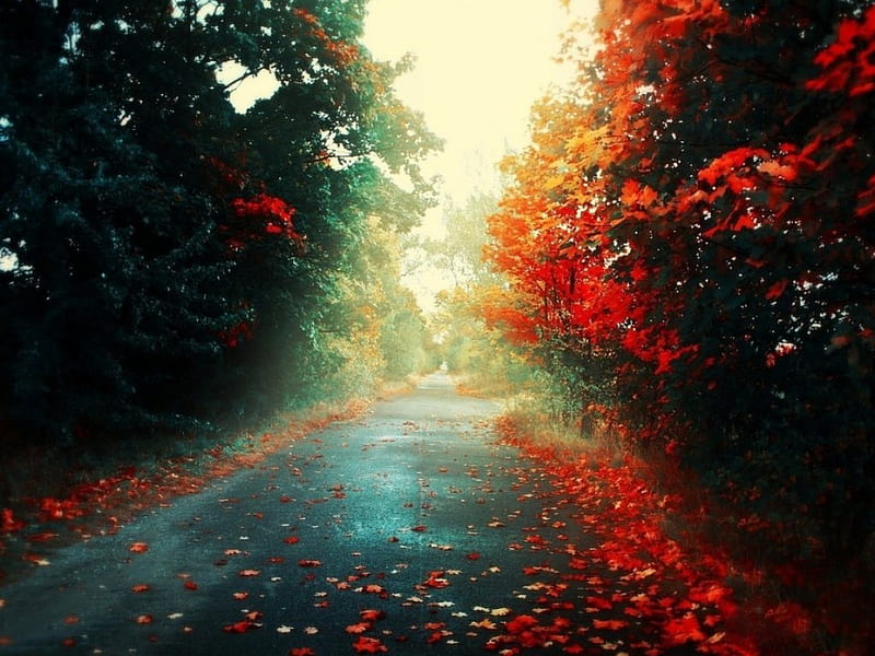 THE WINDS OF CHANGE, fall, autumn, paths, colourful, trees, seasons, lanes, leaves, roads, greens, reds, HD wallpaper
