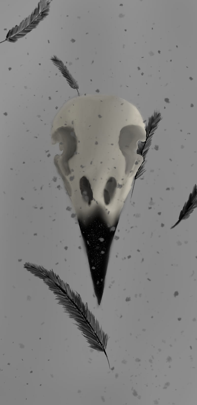 Crows feather, bone, skull, bird, dark, gothic, HD mobile wallpaper