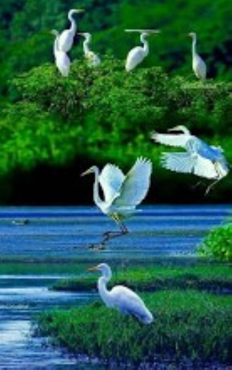 white symphony, lake, storks, HD phone wallpaper