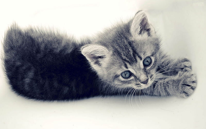 kitten-Animal graphy, HD wallpaper