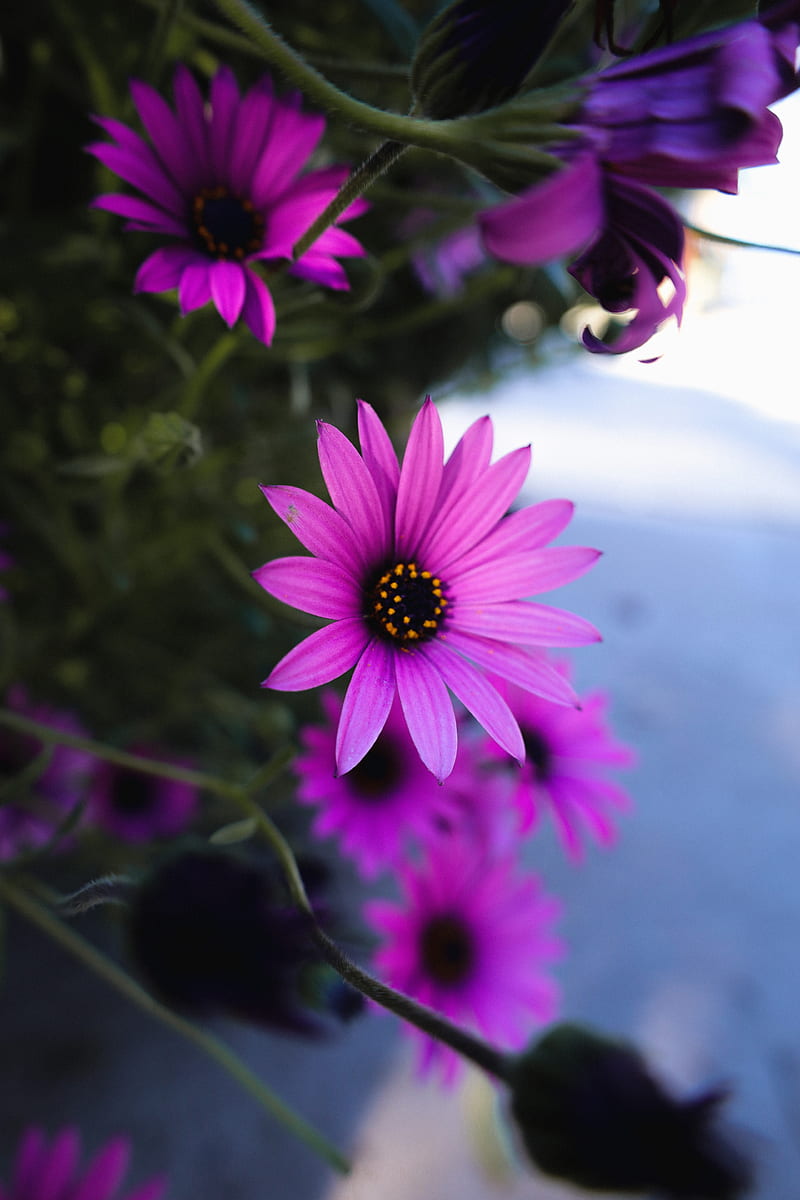 daisy, flowers, purple, plant, macro, HD phone wallpaper